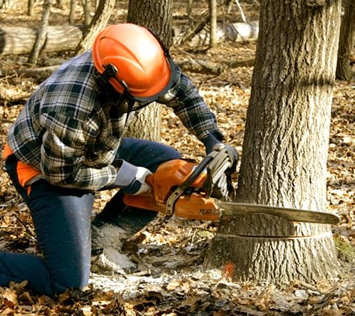 Tree Removal in Royal, AR